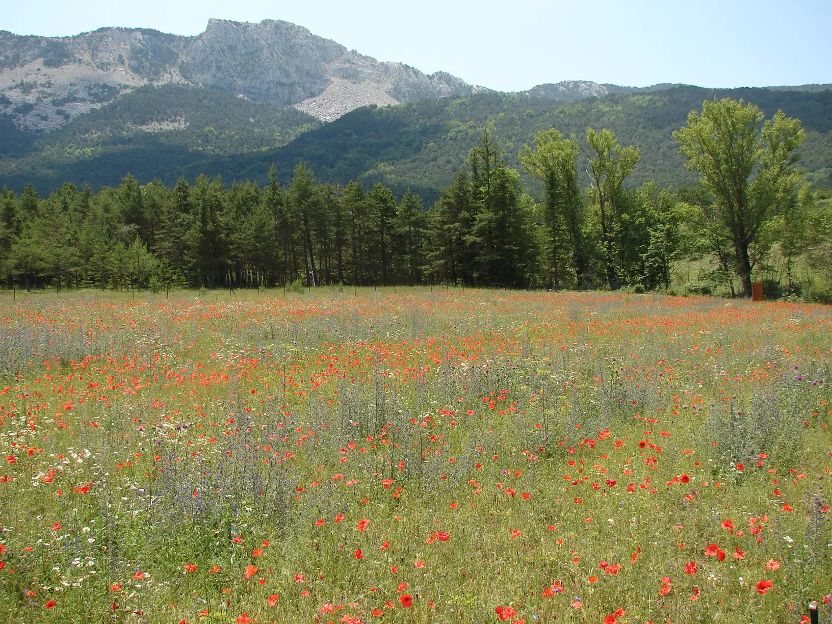 Paysage provençal
