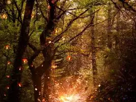 Forêt et lumières