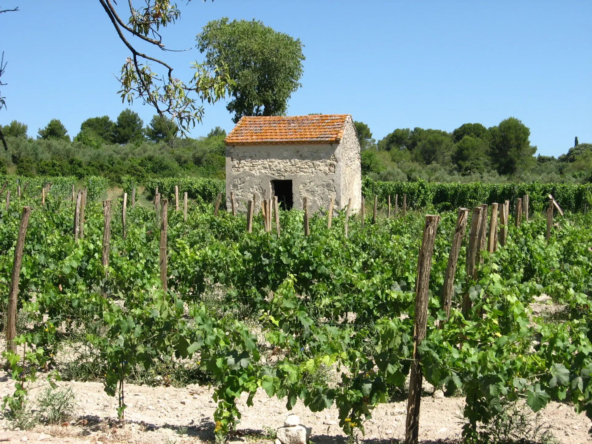 maset au milieu des vignes