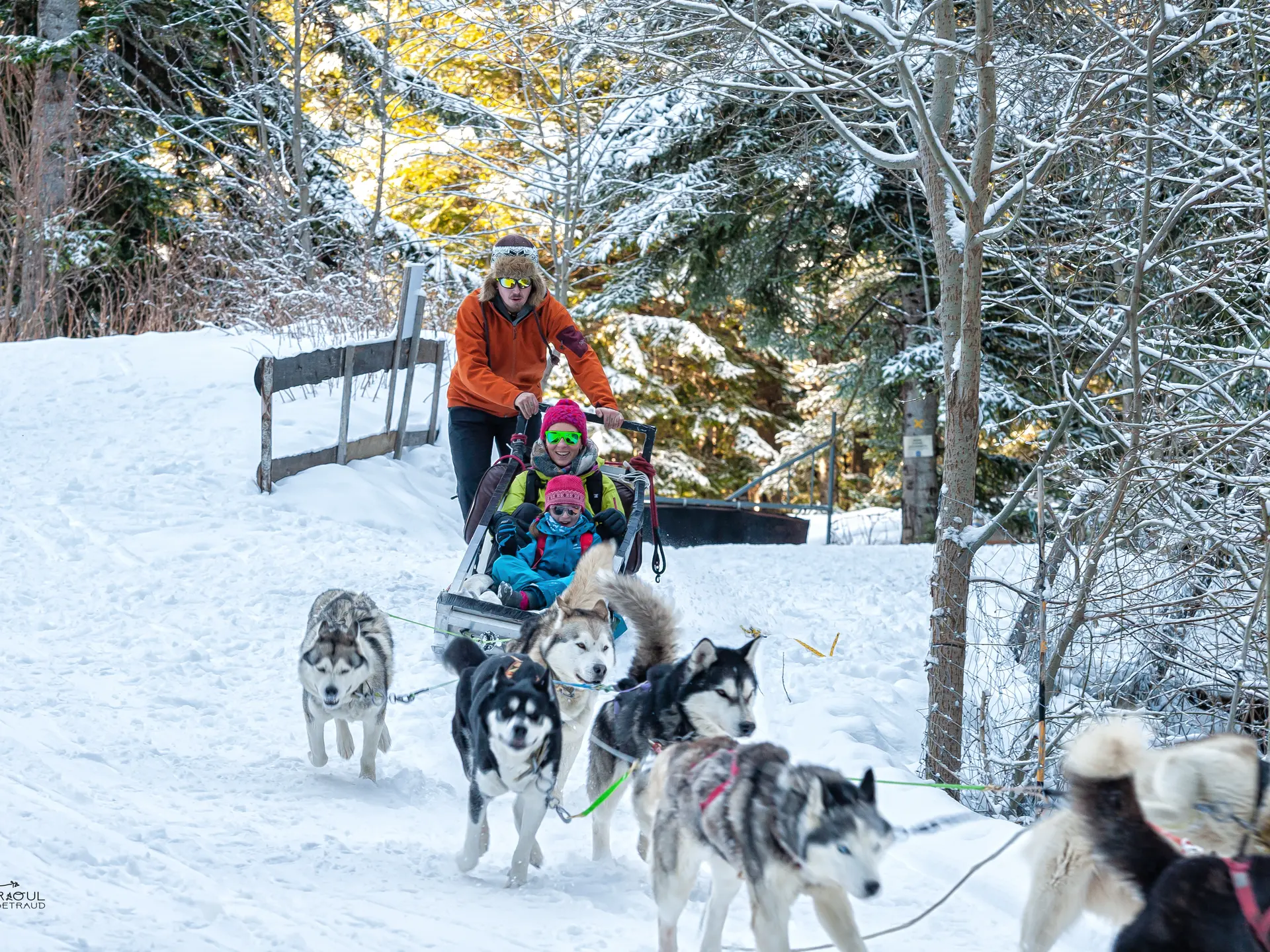 Chiens de Traineaux