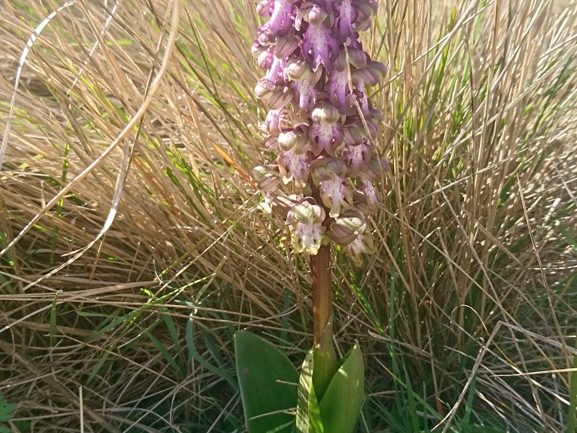 Orchidée de Provence