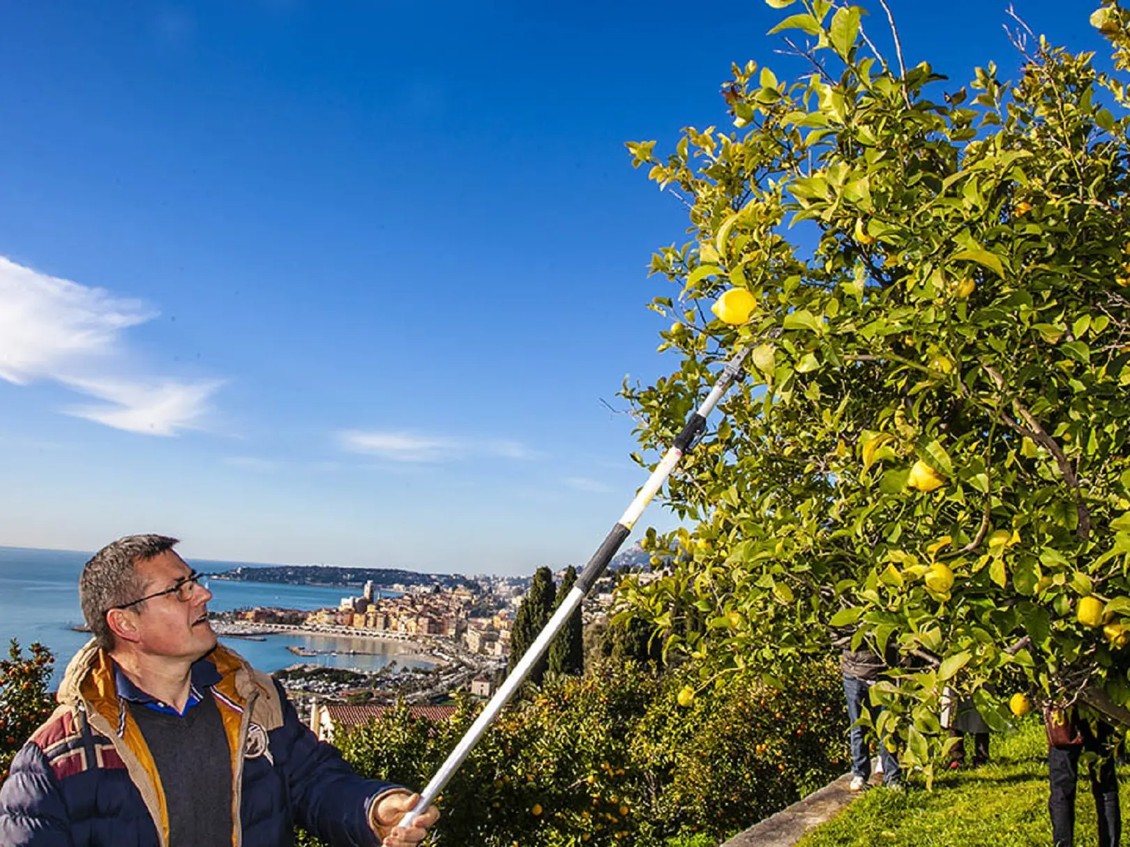 Récole du citron de Menton