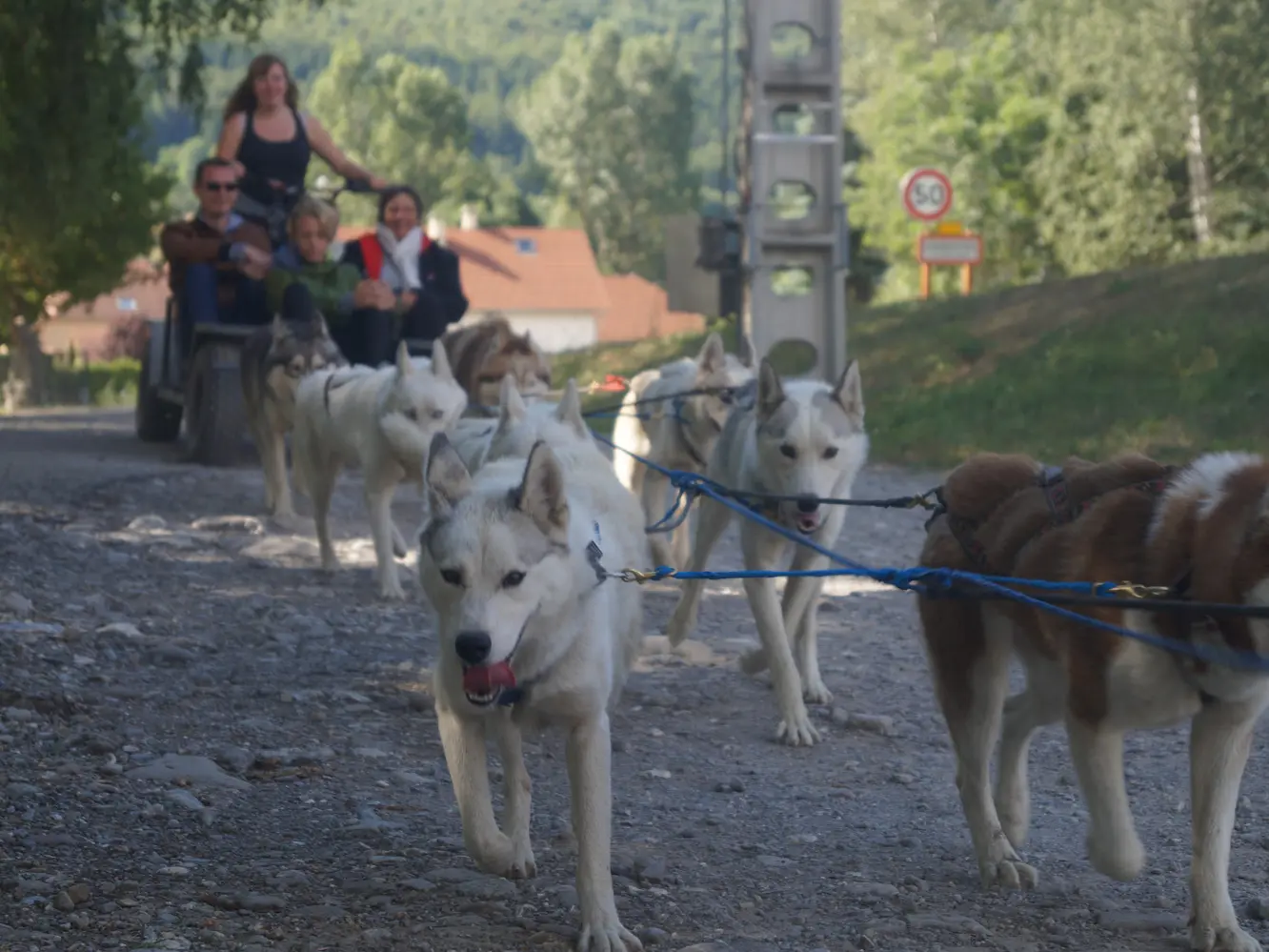 Cani-kart avec Travel Dog