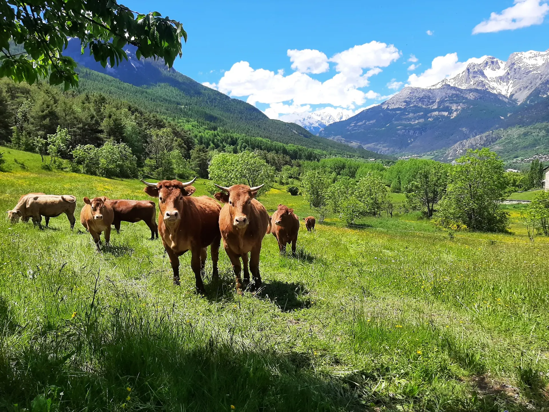 vache limousine en alpage
