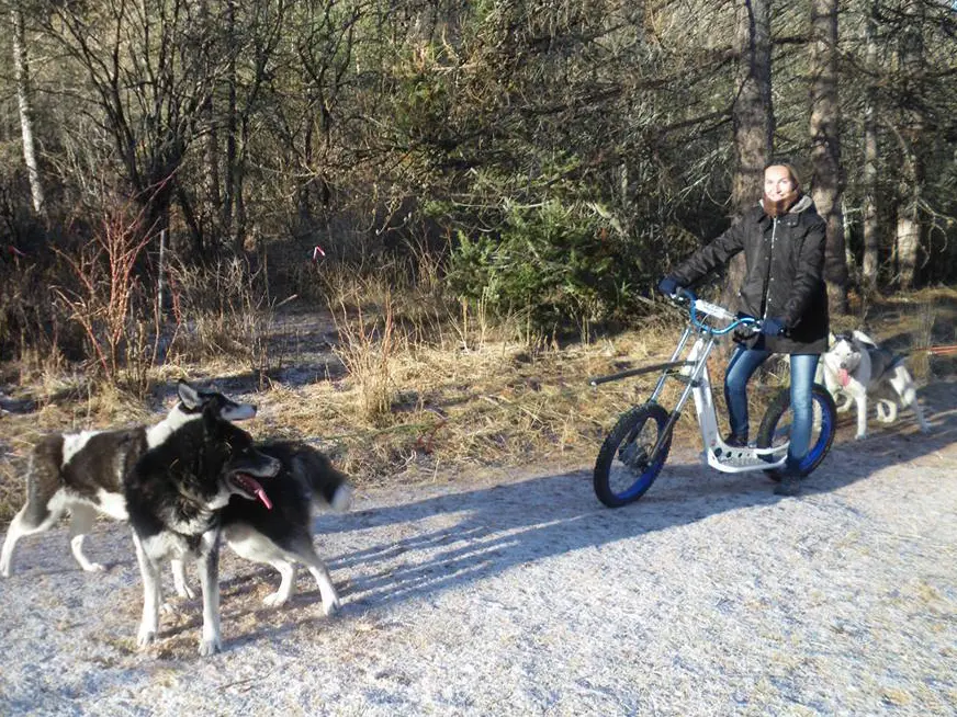 Au Hurlement du Crépuscule - cani randonnée