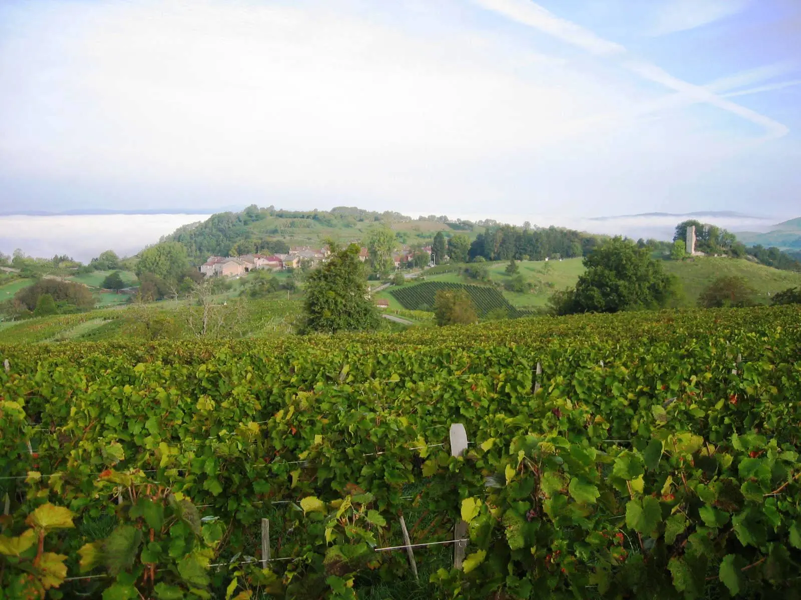 GAEC Philippe Balivet
