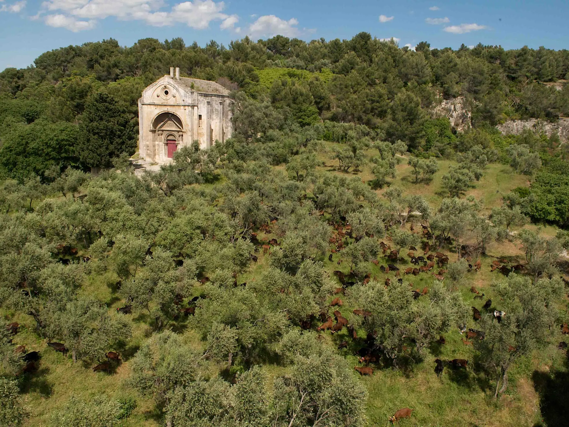 Troupeau de chèvres du Rove autour de Saint-Gabriel