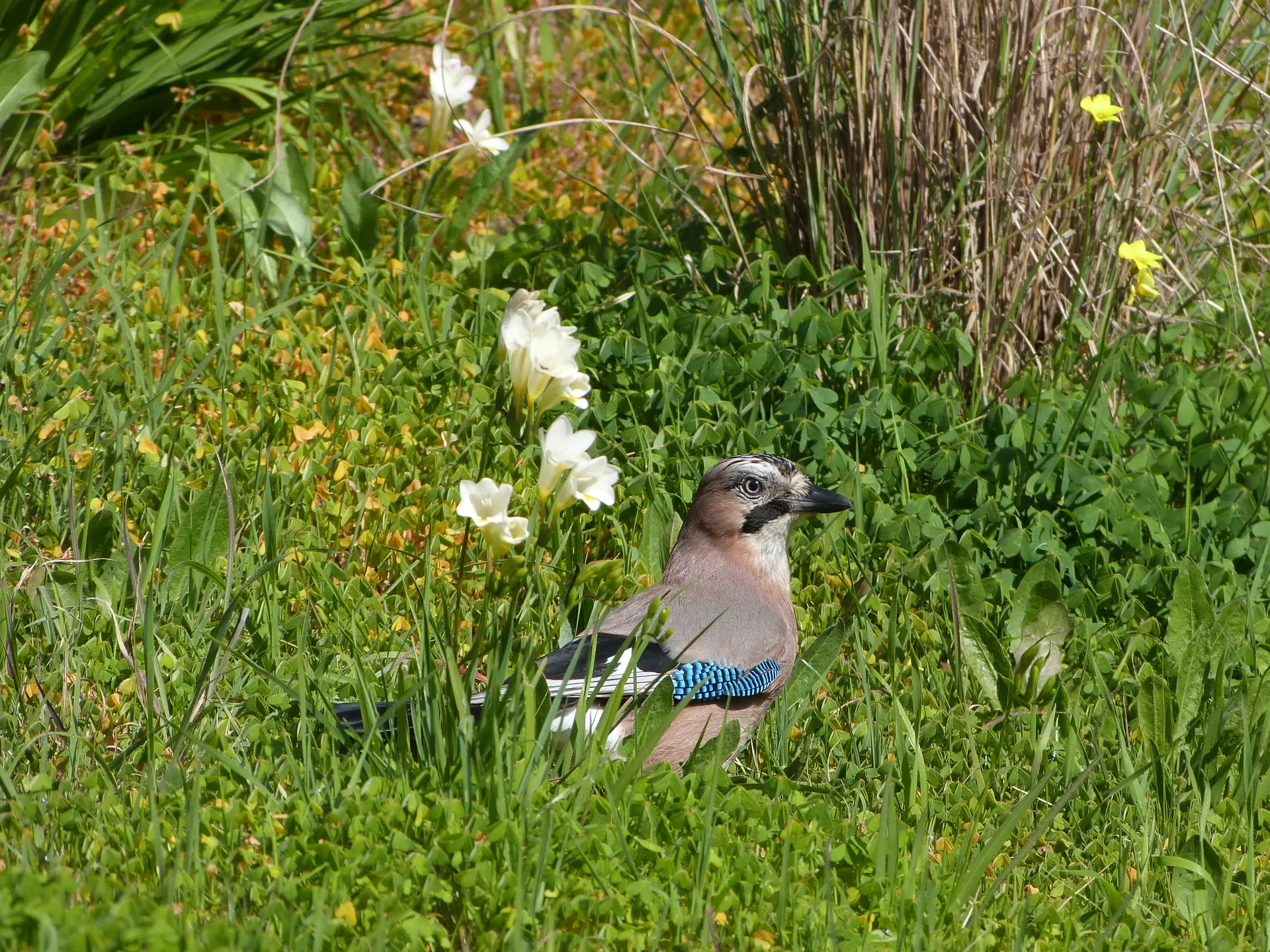 Chasse aux aux œufs au Domaine du Rayol_Rayol-Canadel sur Mer