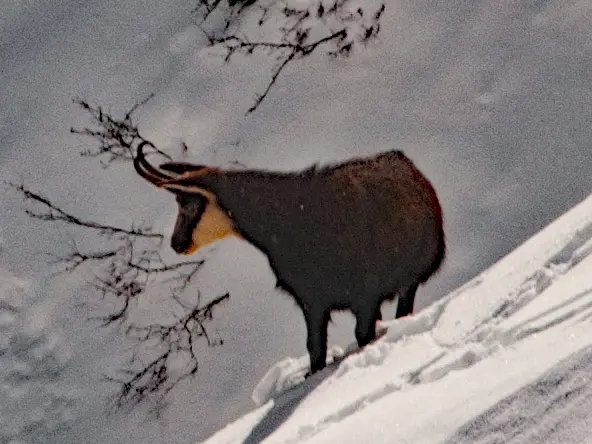 Sortie en raquettes avec Randos Champsaur, accompagnateur en montagne