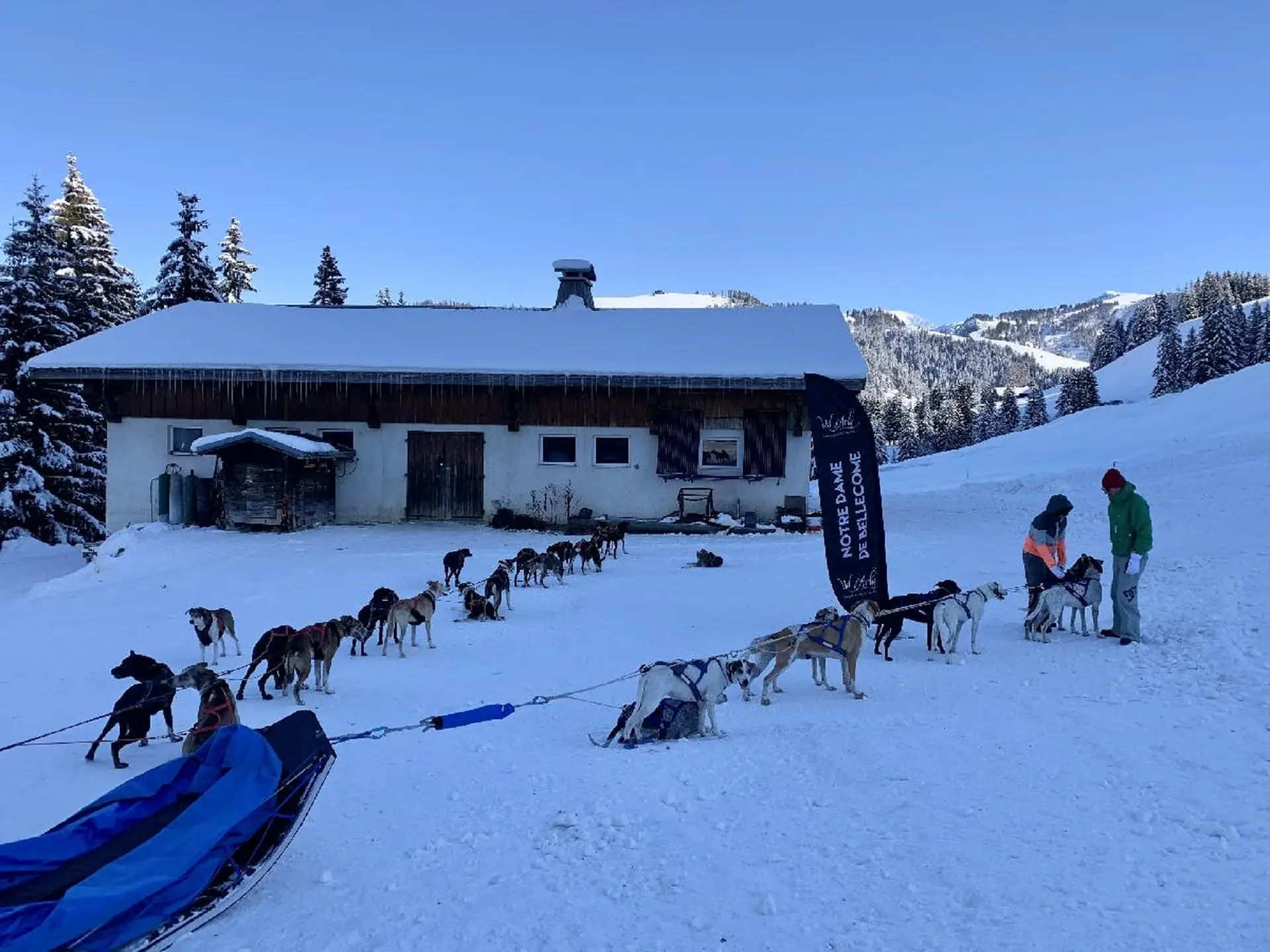 Chien de traineau prêts à partir