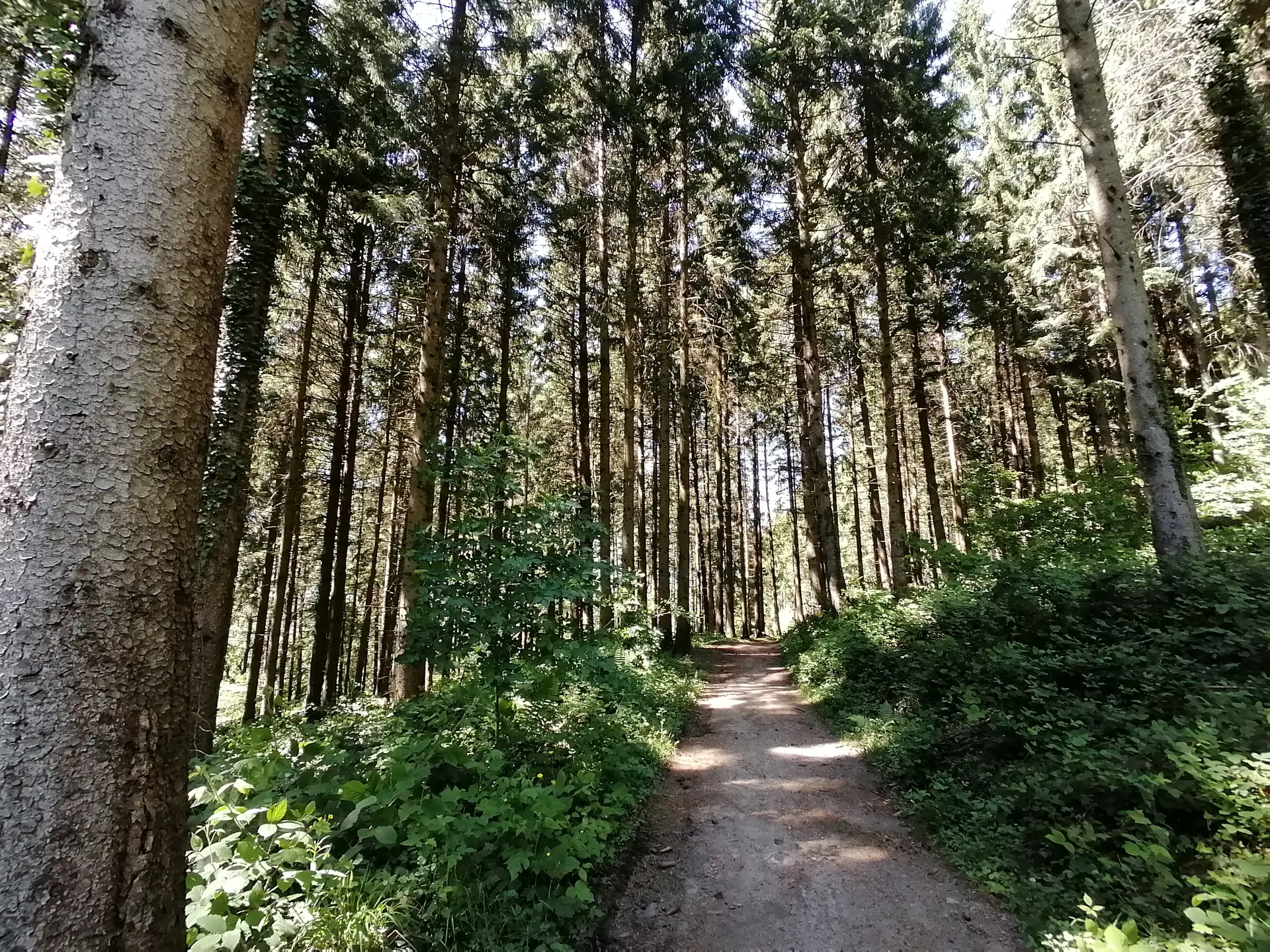 Chemin de Vtt