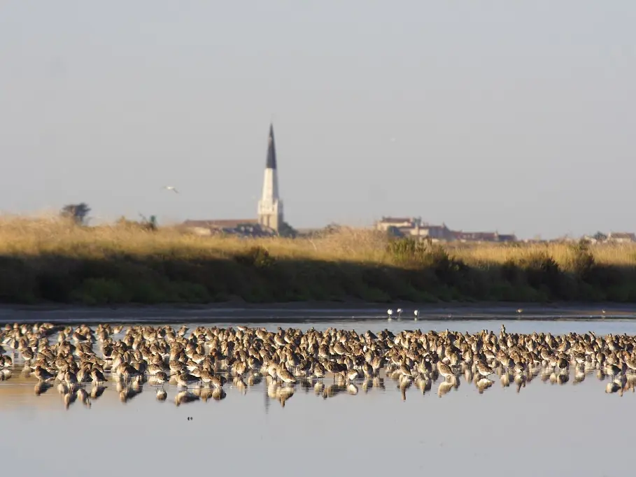 Paisaje y aguja colinegra
