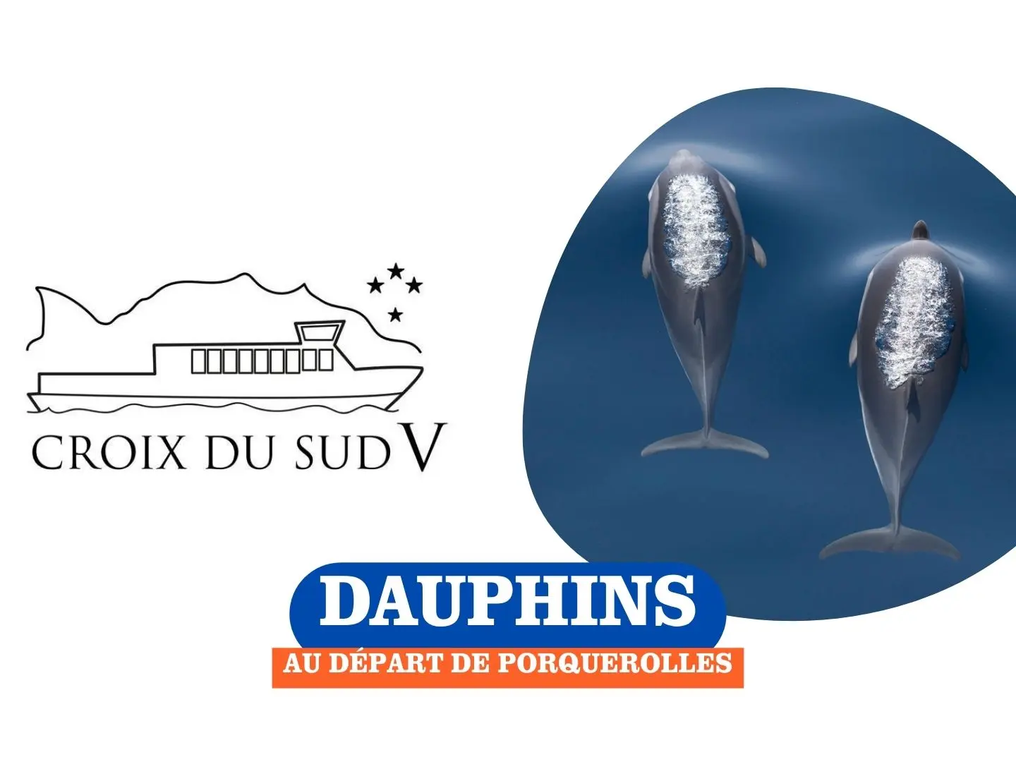 Dauphins au départ de Porquerolles | Croix du Sud V_Sanary-sur-Mer