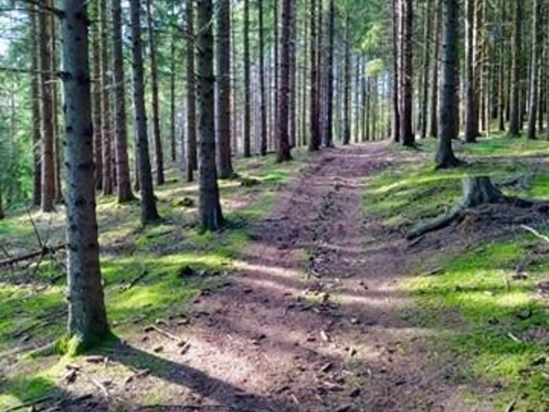 Sur la piste des arbres
