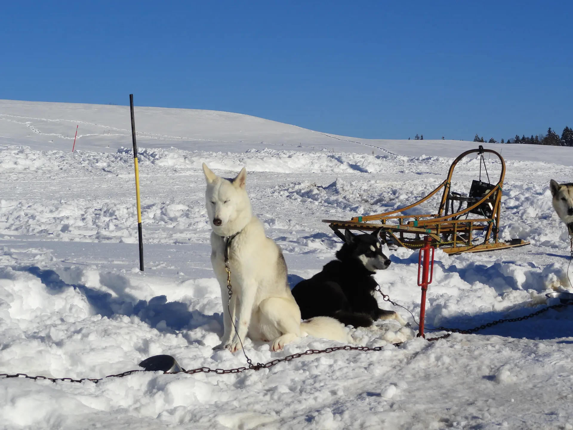 chien de traîneau - Plateau de Retord