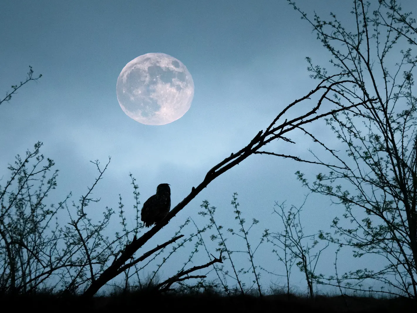 Hibou Grand-Duc