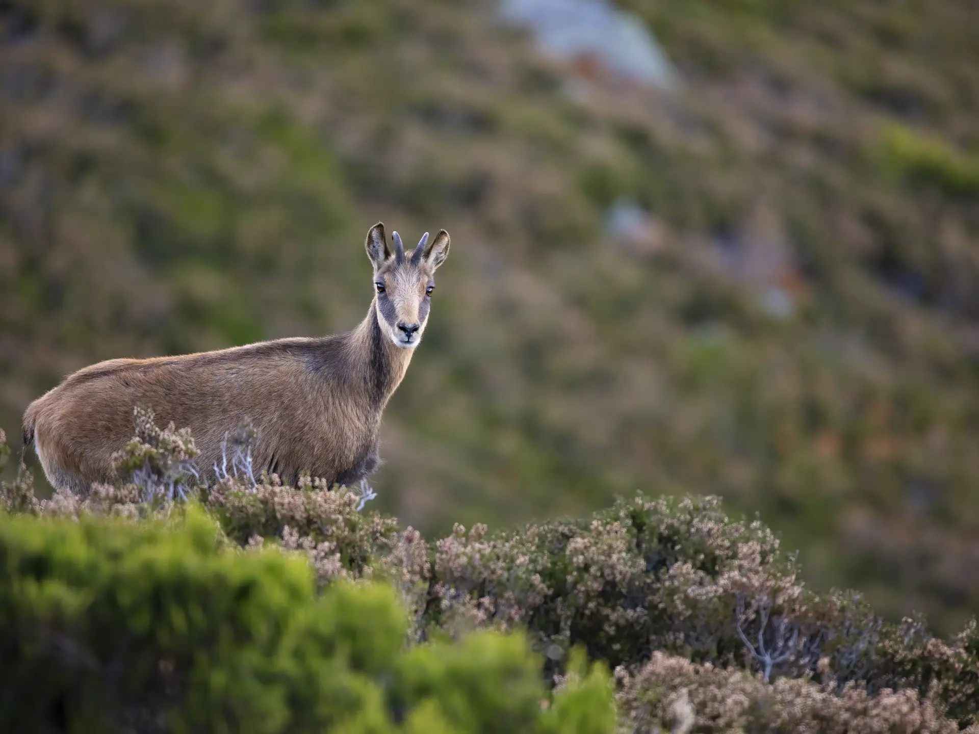 Photo Chamois