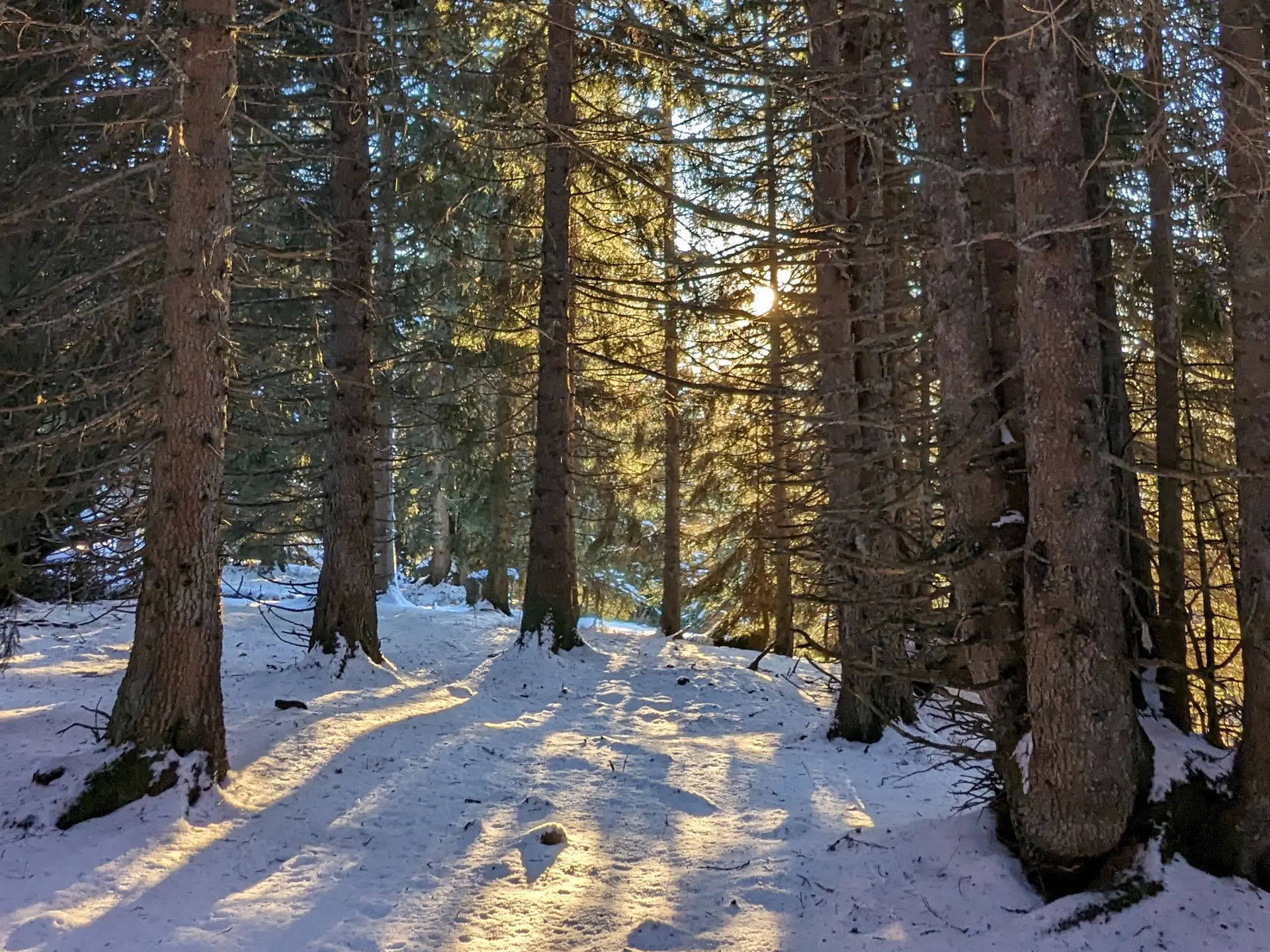 Une forêt enneigée dans l'ombre du soleil.