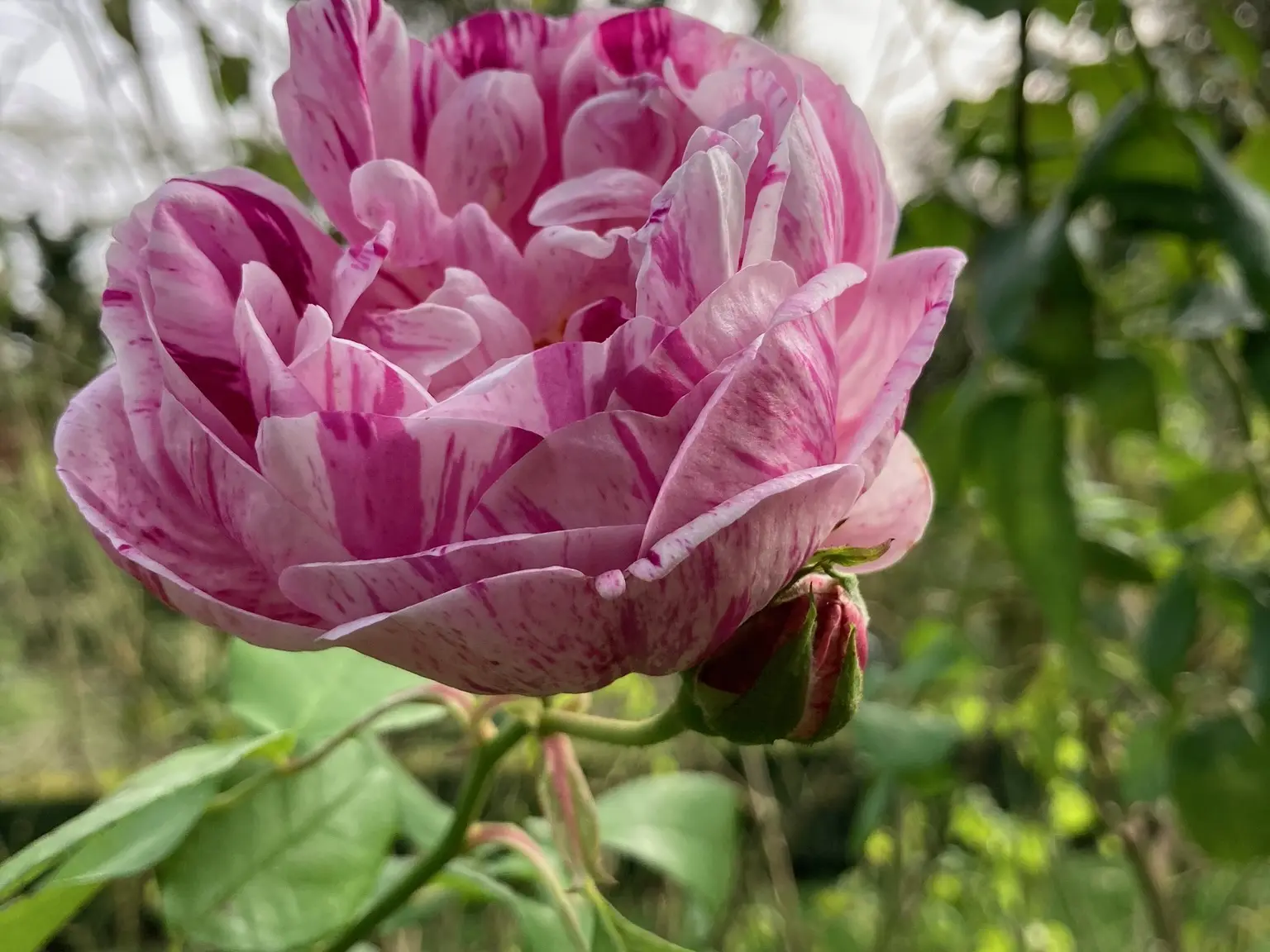 Jardins de la Croze