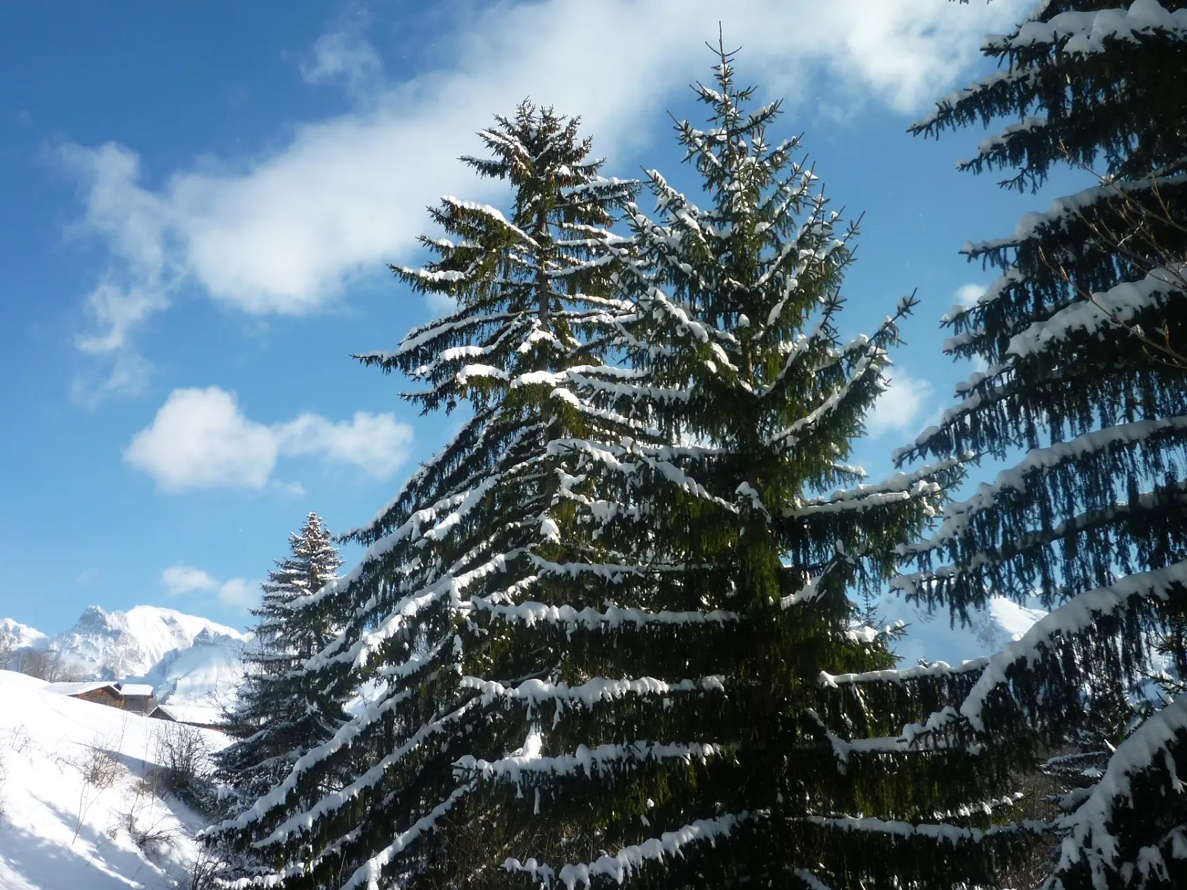 sapins
