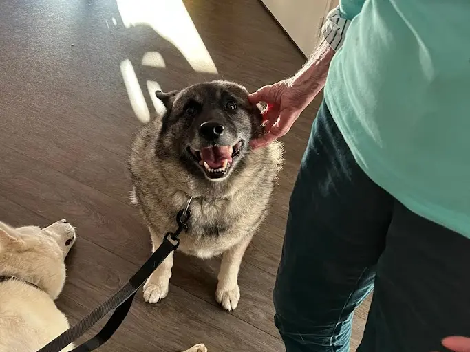 Chiens de traineau médiateurs avec Travel Dog