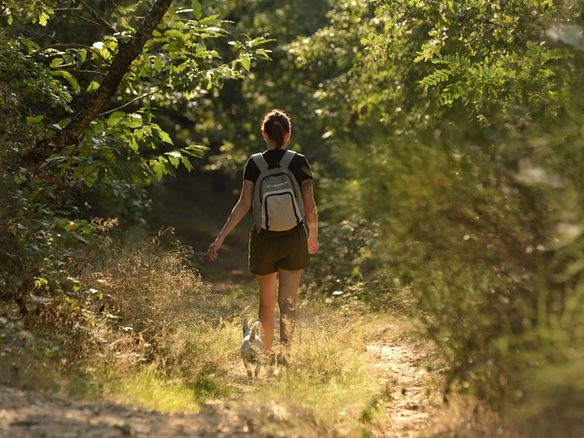 Forêt de Japperenard