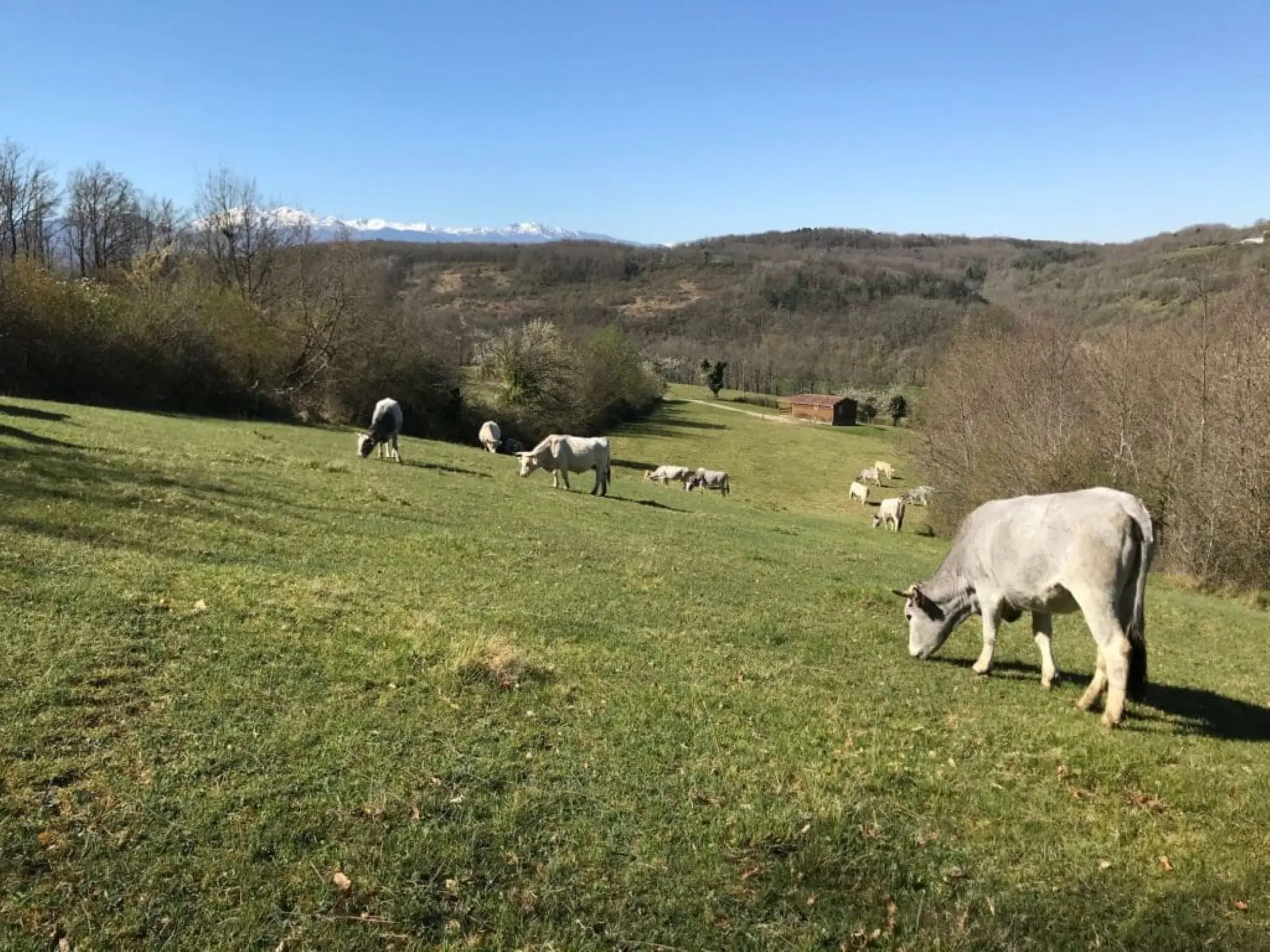 Vaches dans un pré