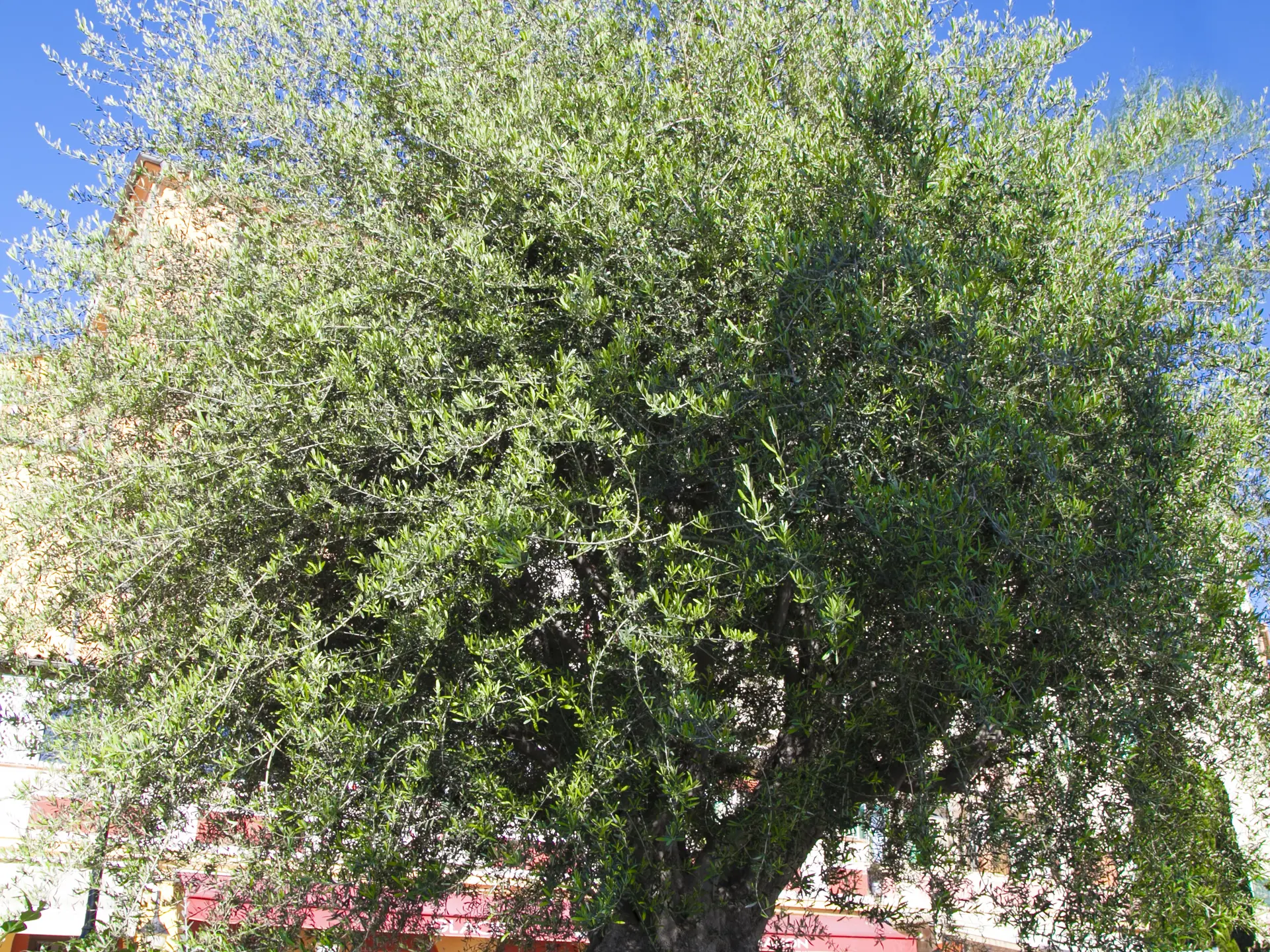 Olea Europaea