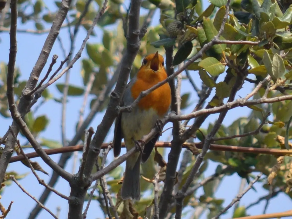 Rouge Gorge