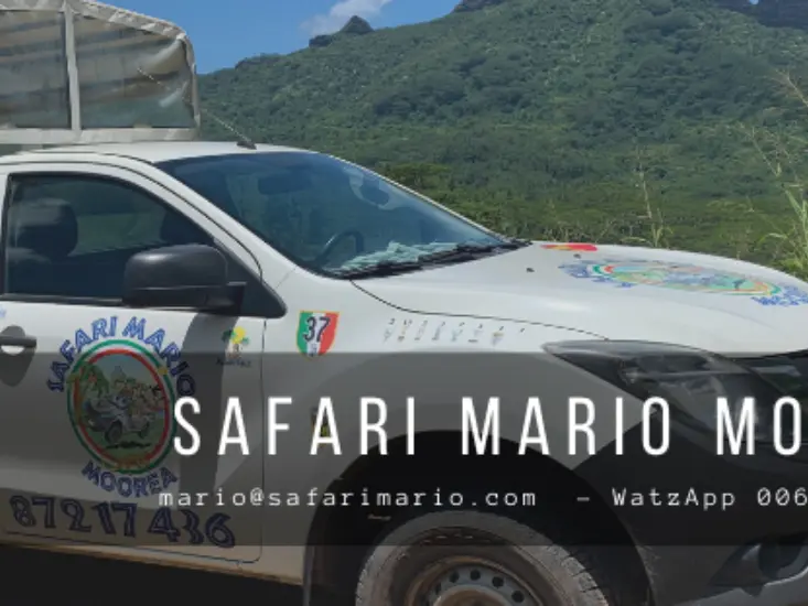 Safari Mario Moorea