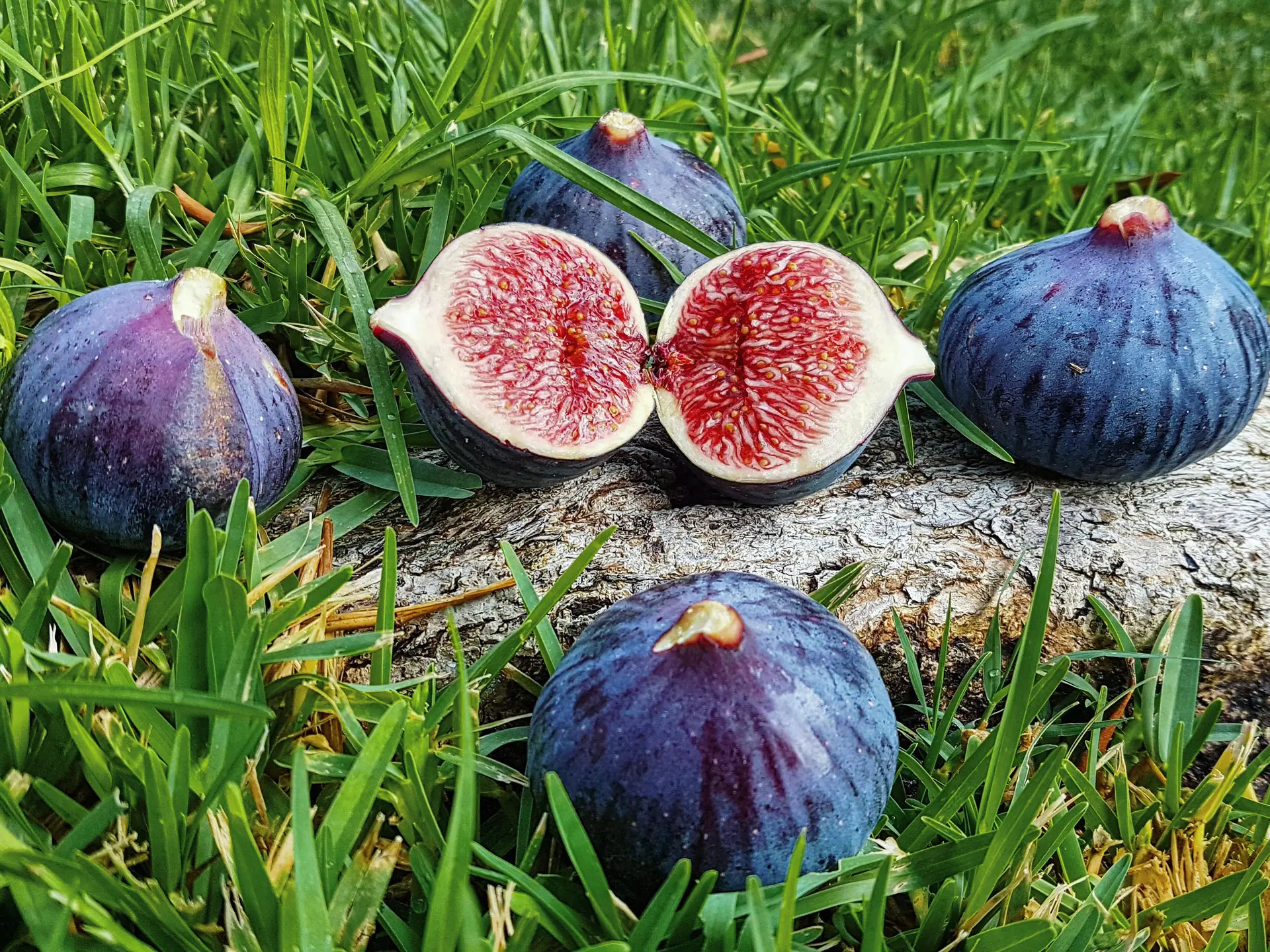 SOLÉA_Solliès-Pont