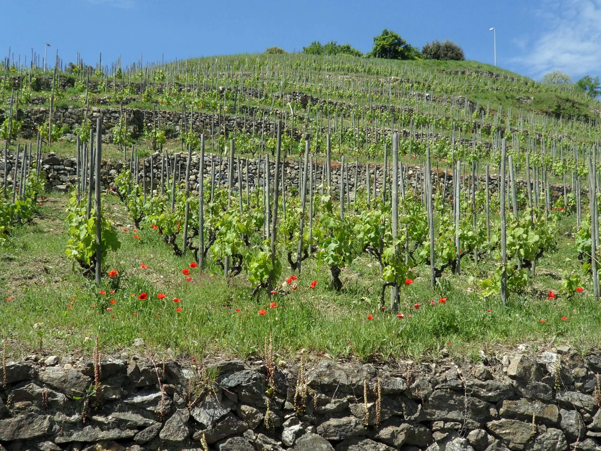 Vignes et Coquelicots