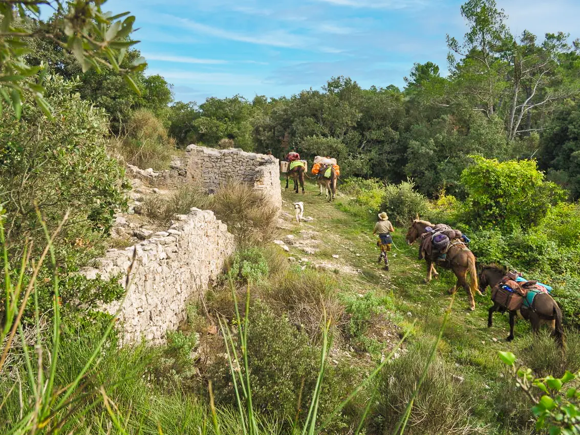 Randonnée à la journée avec mules et muletiers à  Cuers