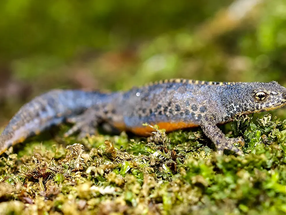 Triton alpestre