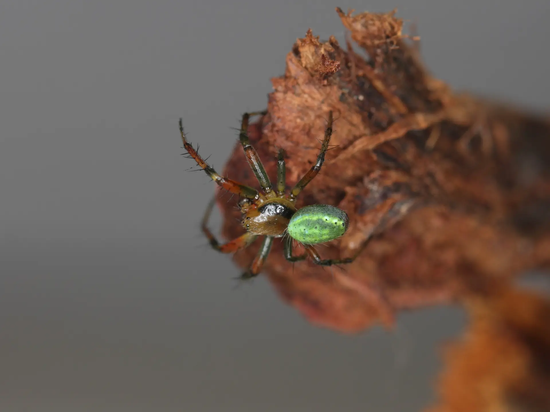 Araniella cucurbitina