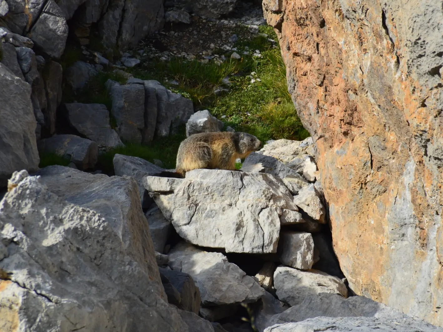 Marmottes en montagne