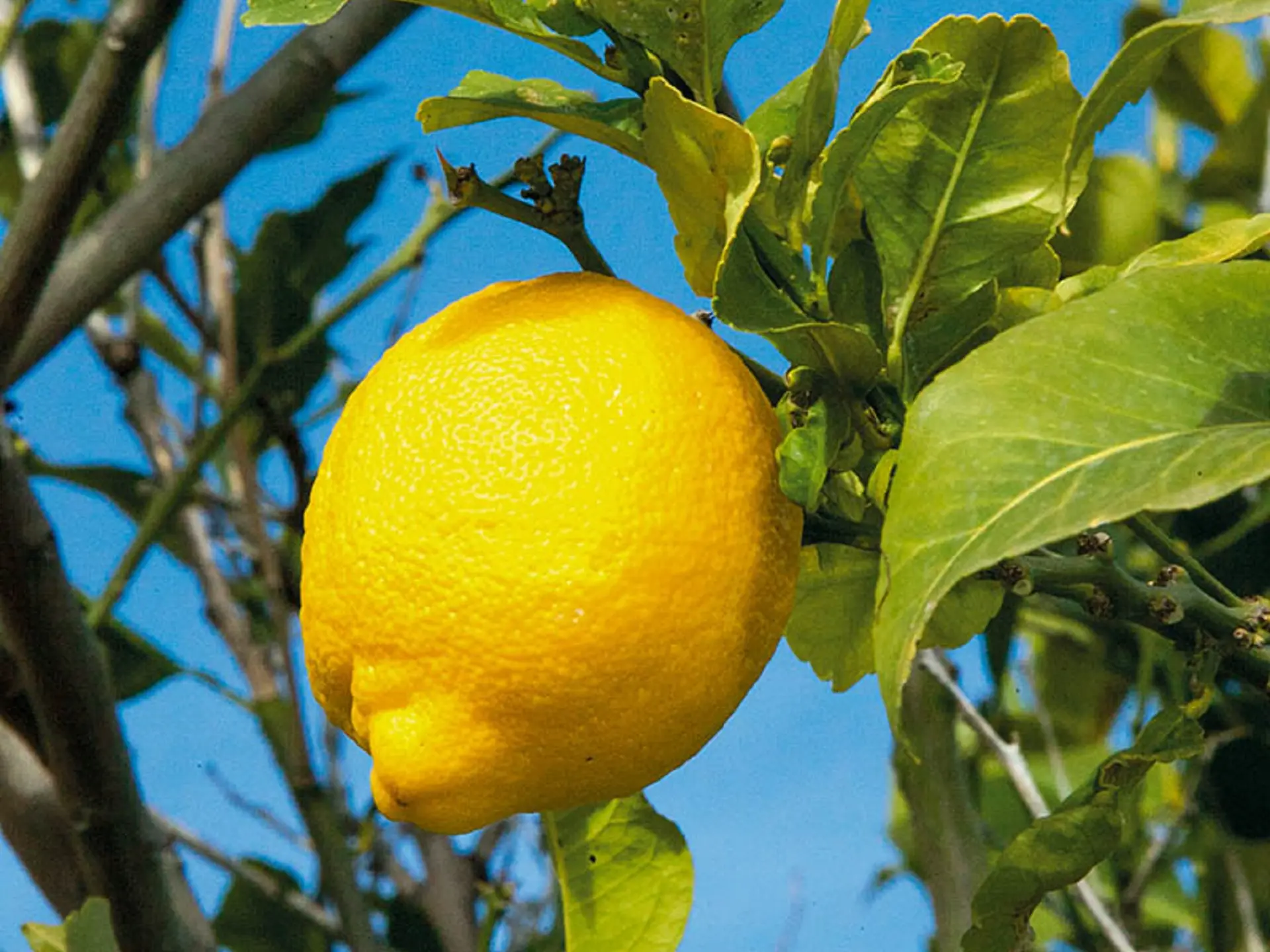 Le fameux citron de Menton