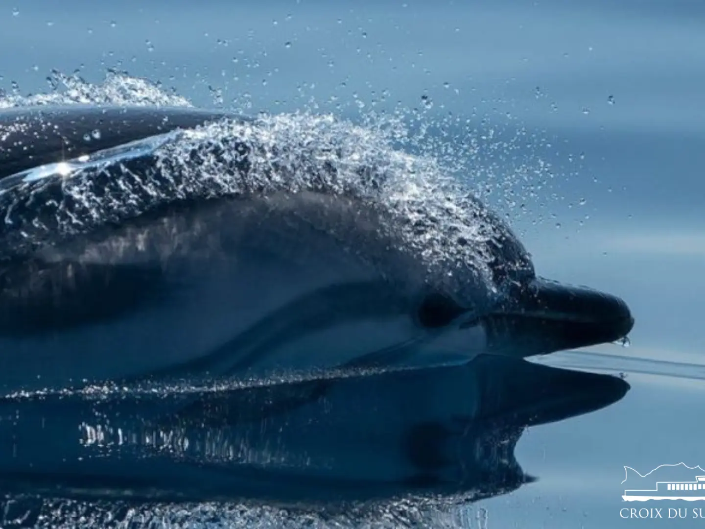 Dolphins & Porquerolles