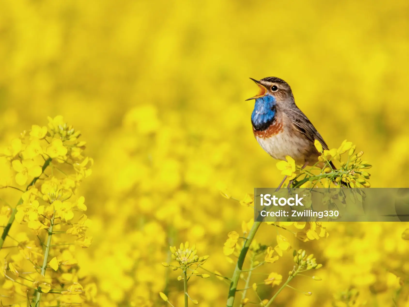 Balade sur les chants d'oiseaux_Arcon