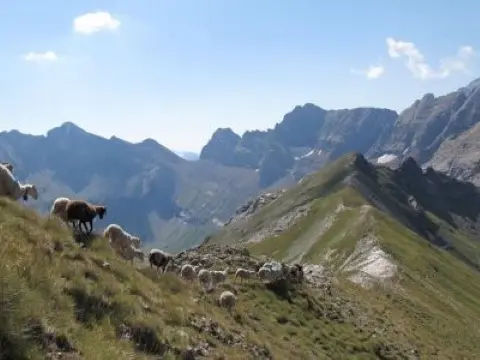 Troupeau en montagne