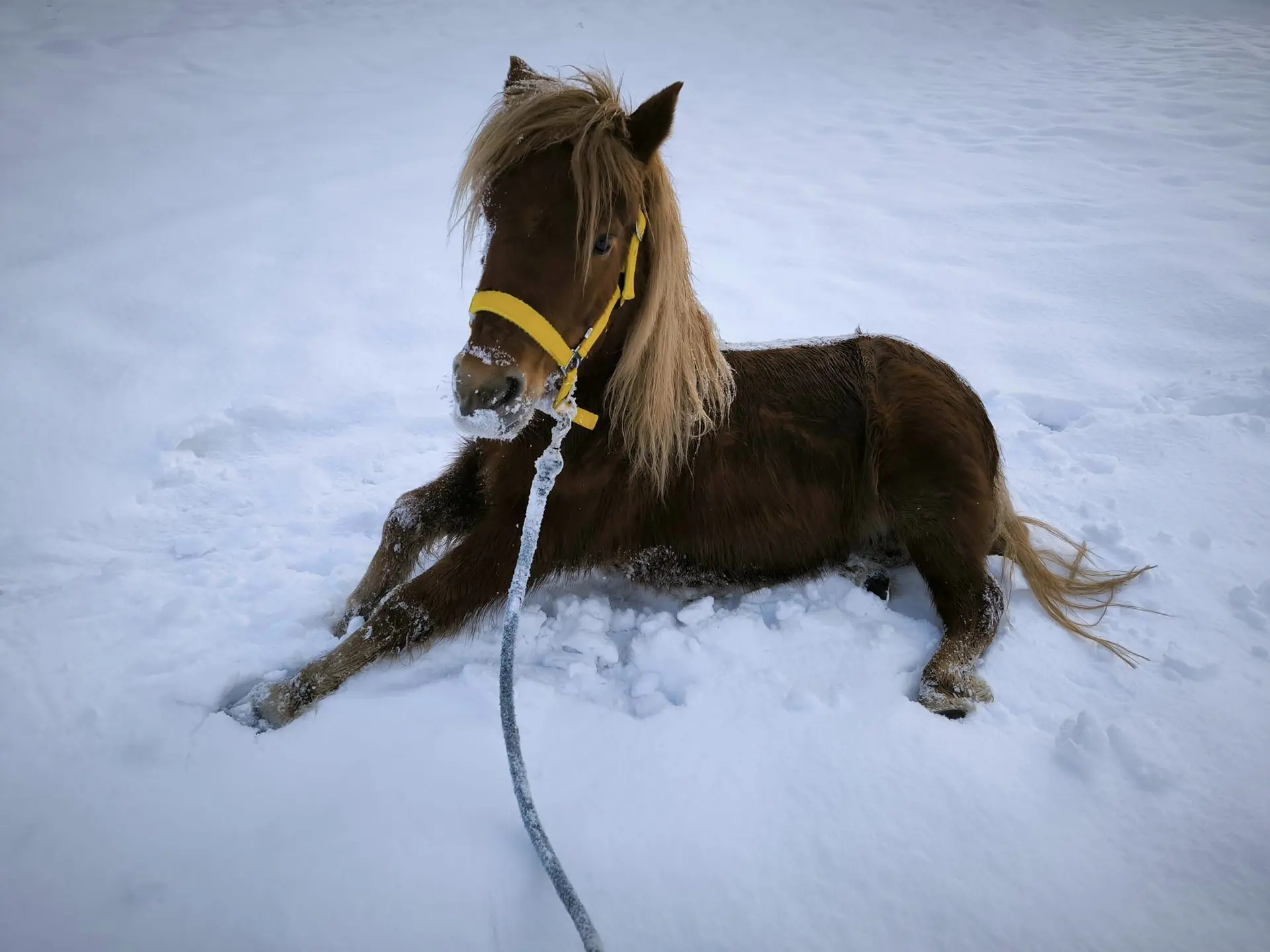 Photo d'un poney au Collet