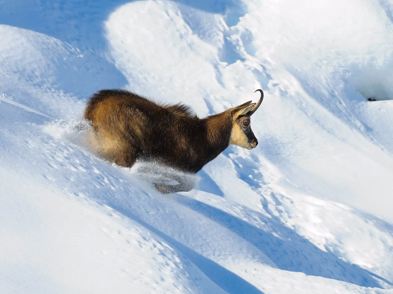 Randonnée découverte et observation des chamois_Auzet