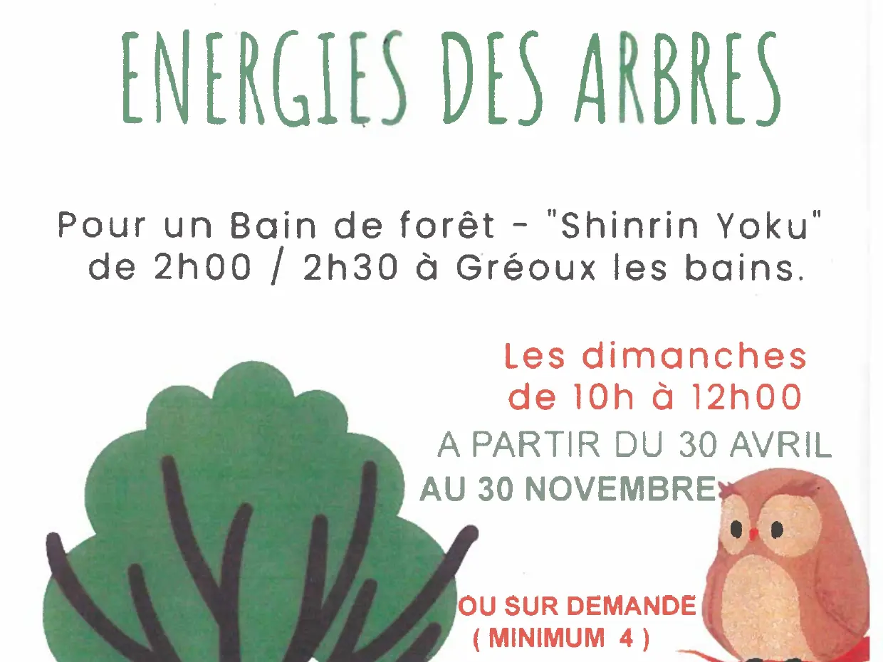 Bain de forêt : Energie des arbres