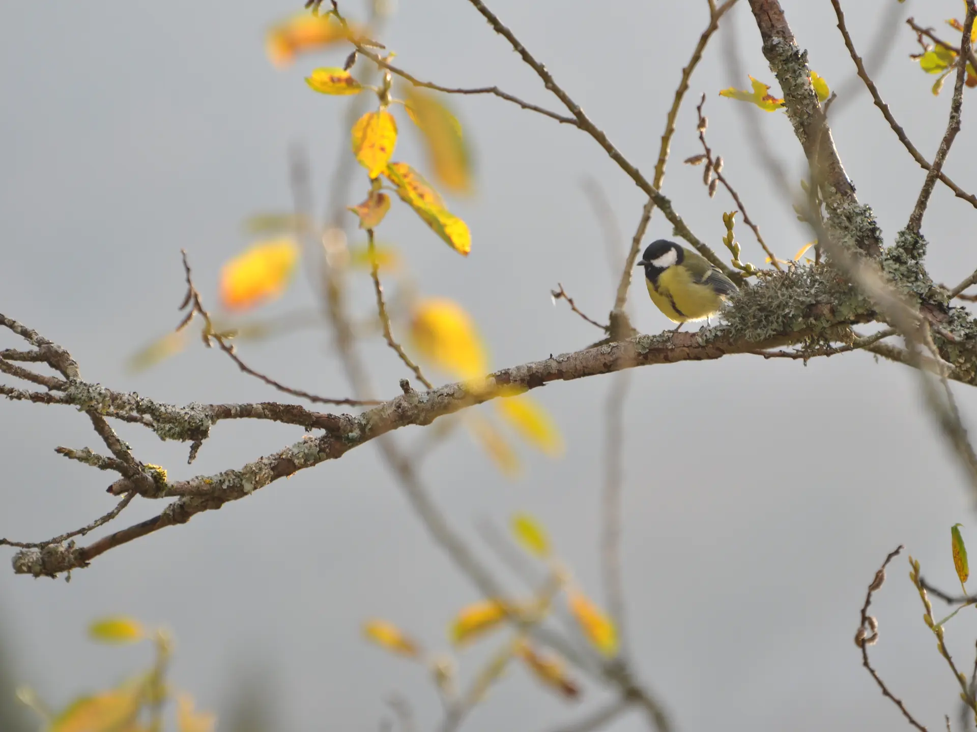 Mésange charbonnière posée sur une branche.