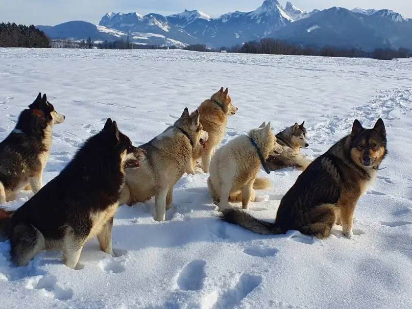 Venez découvrir les secrets de l'attelage des chiens de traineau avec Cindy !