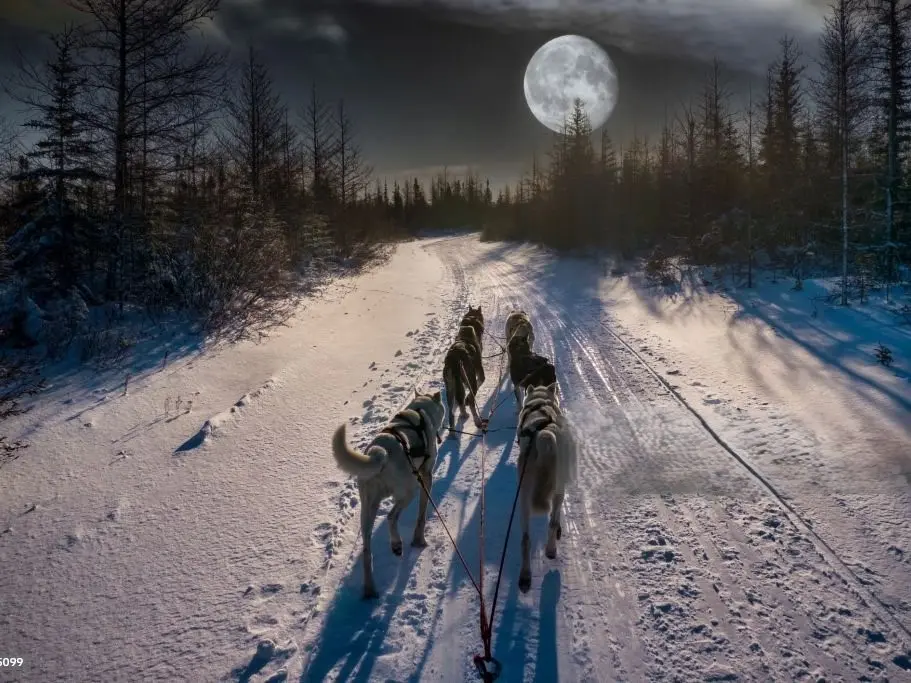 Sortie nocturne avec chiens de traineaux_Molines-en-Queyras