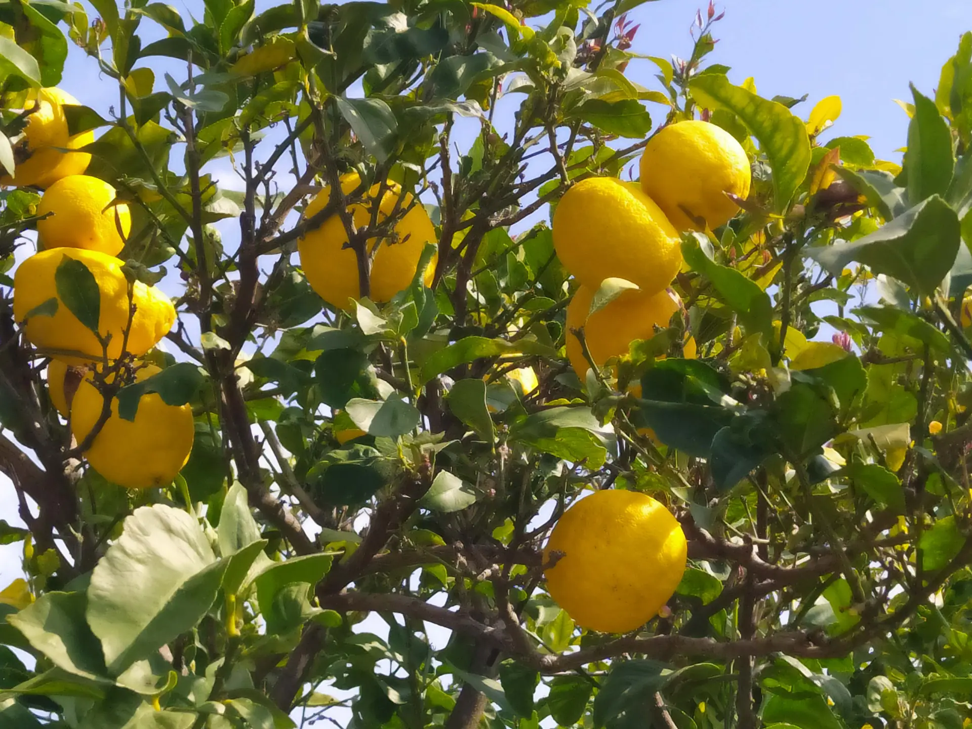 Citron de Menton