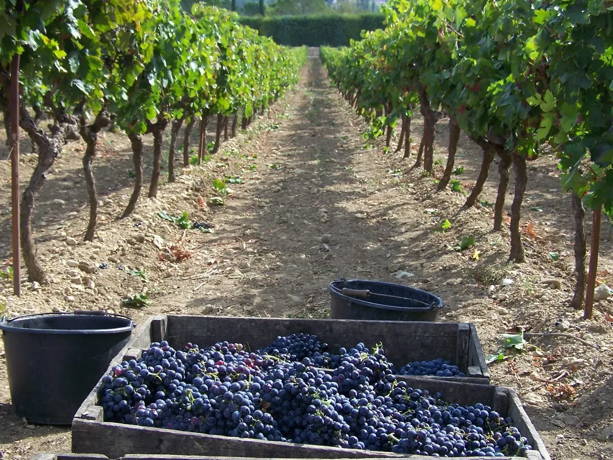 vendanges au Clos de Notre dame