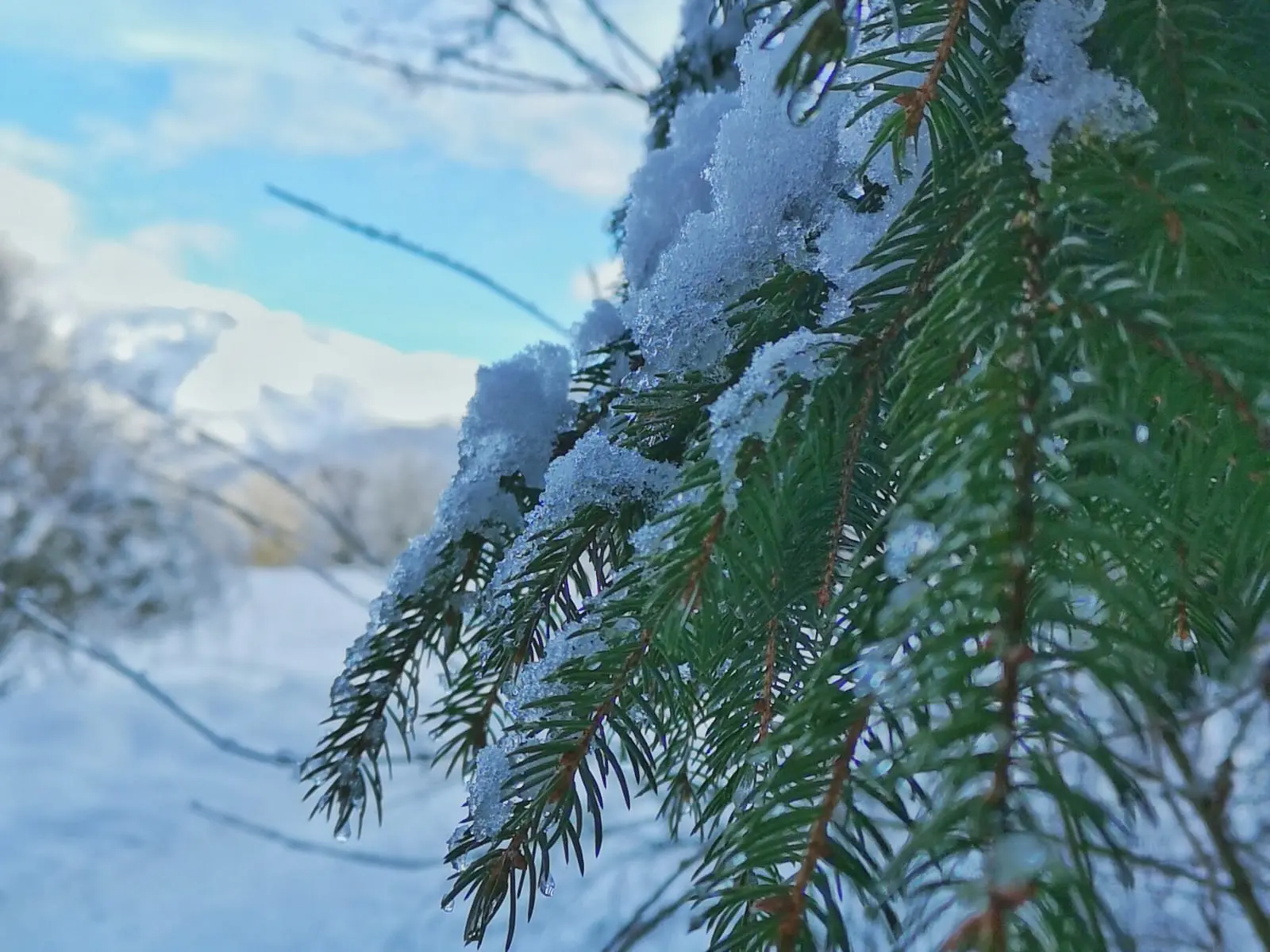 Neige