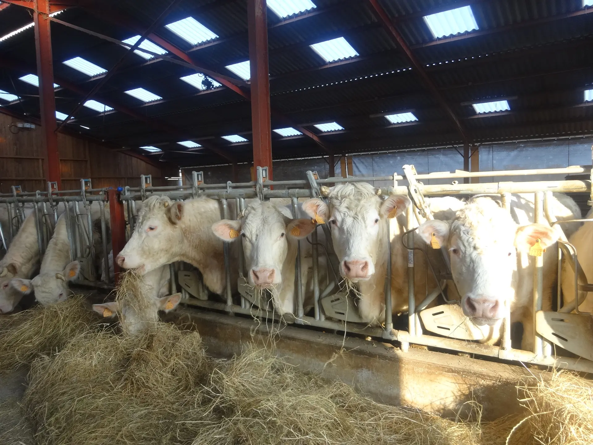 Vaches nourries au foin